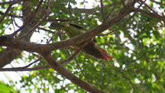 Psilopogon zeylanicus