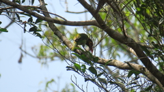 Psilopogon zeylanicus