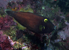 Eubalichthys bucephalus