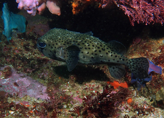 Chilomycterus reticulatus