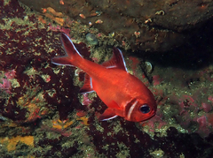 Trachichthys australis