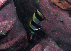 Chelmonops truncatus