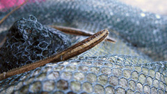 Macrobrachium nipponense