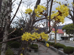 Cornus officinalis