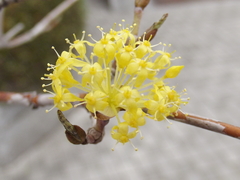 Cornus officinalis