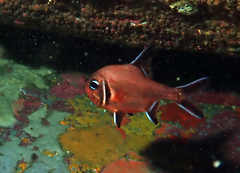 Trachichthys australis