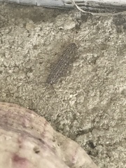 Ctenolepisma lineatum