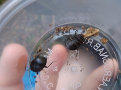 Accanthopus velikensis