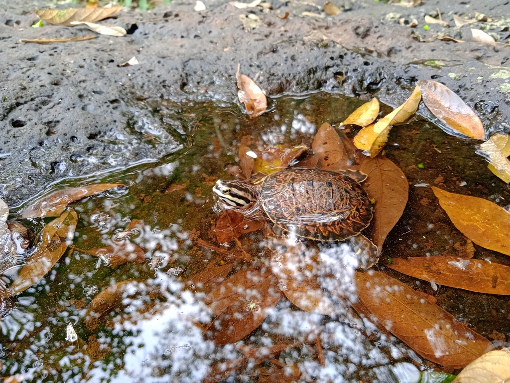 Williams' South-American Side-necked Turtle in September 2023 by Carlos ...