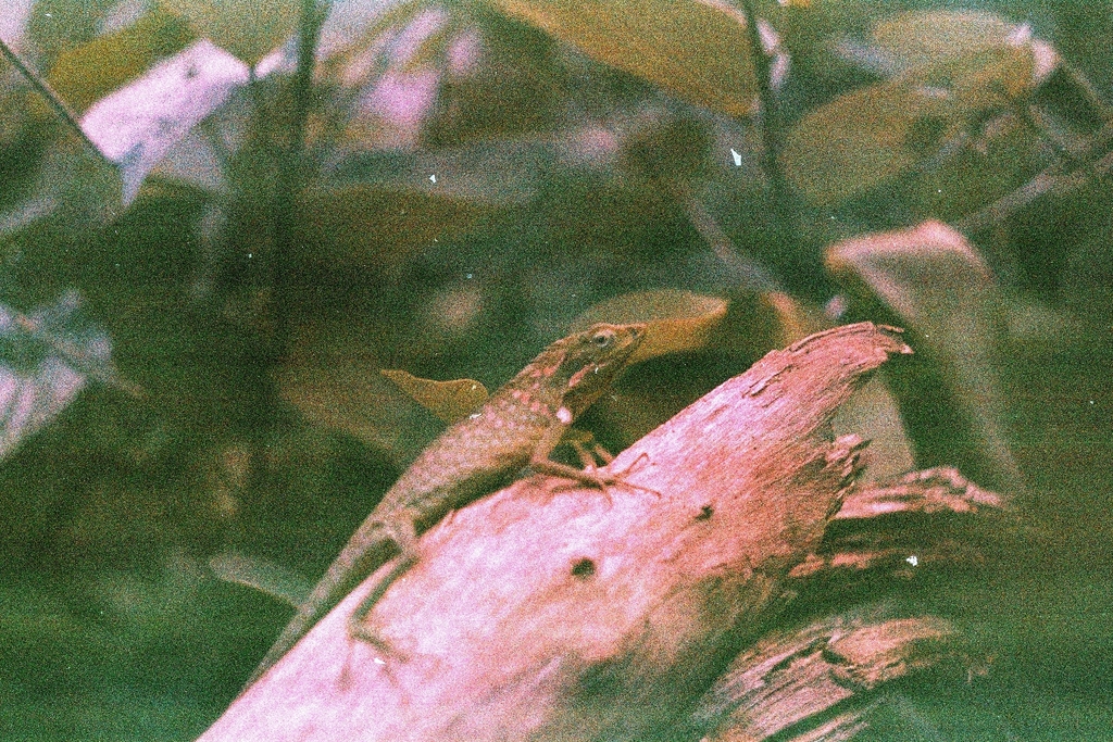 Great Crested Canopy Lizard from Dramagon, Indonesia on December 22 ...