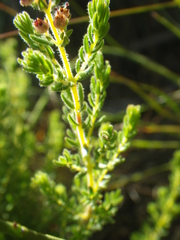 Erica aestiva
