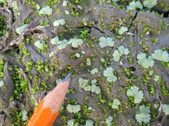 Riccia crystallina