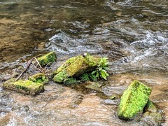 Cinclus cinclus gularis