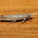 Plutella psammochroa - Photo no rights reserved, uploaded by Carey-Knox-Southern-Scales