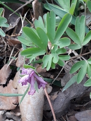 Corydalis intermedia