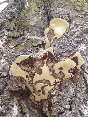 Ganoderma