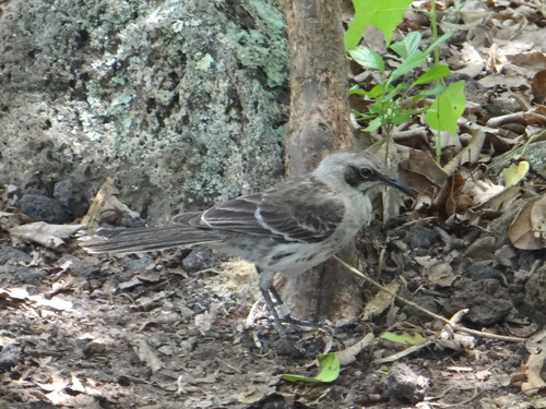 San Cristobal Mockingbird (Mimus melanotis)