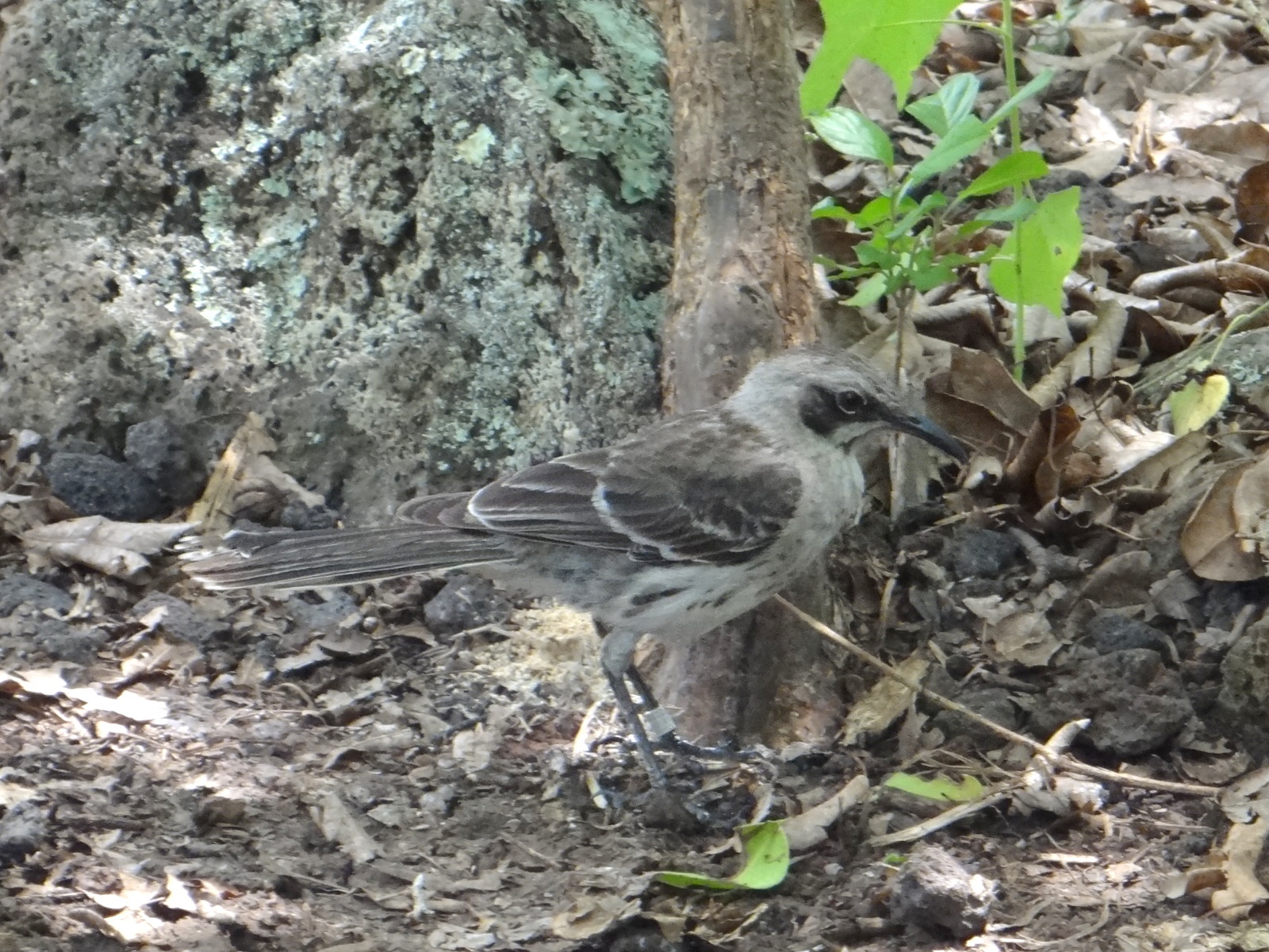 San Cristobal Mockingbird illustration