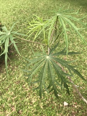 Jatropha multifida