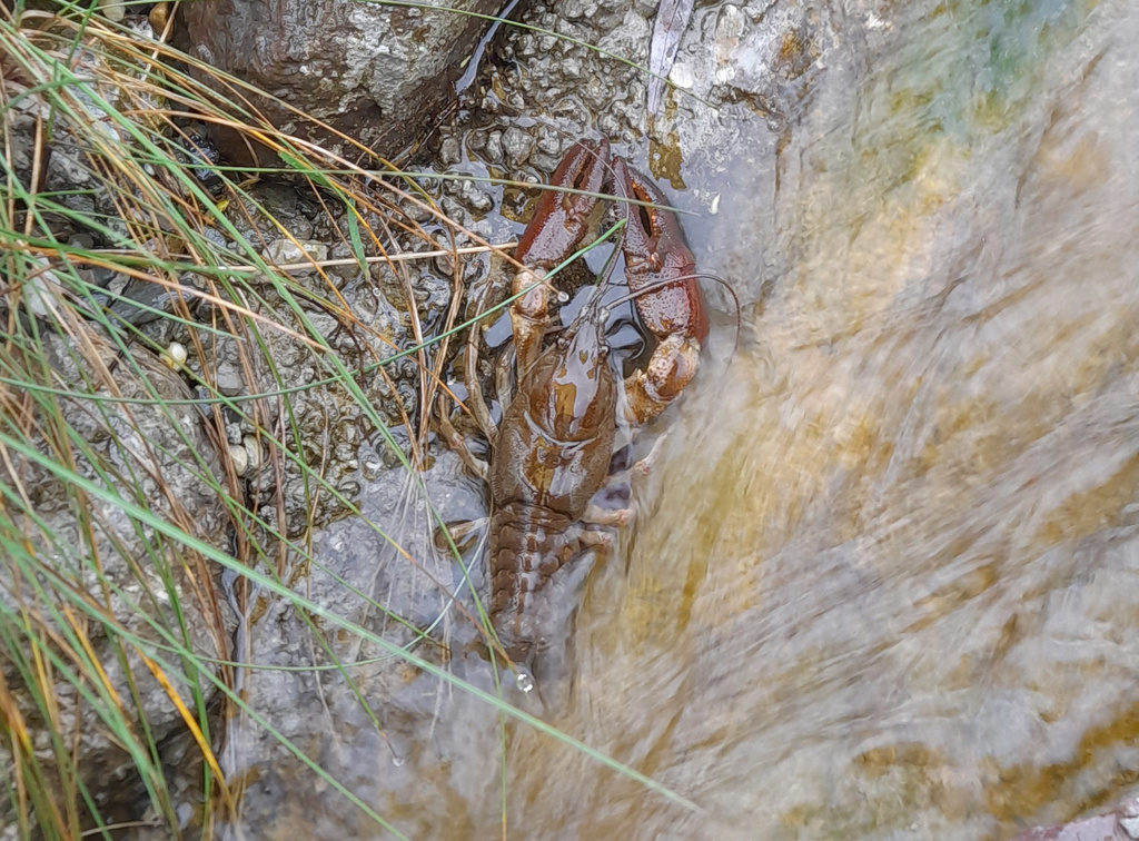 Austropotamobius fulcisianus orientalis