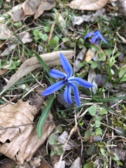 Scilla siberica