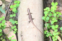 Scincella formosensis