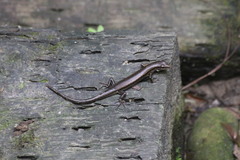 Scincella formosensis