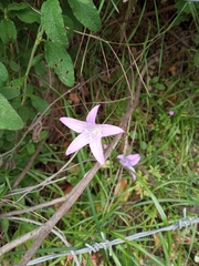 Campanula spatulata