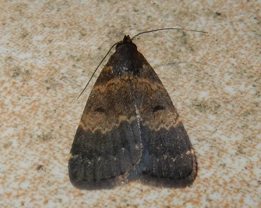 Hydrillodes uliginosalis