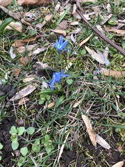 Scilla siberica