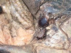 Hyalomma aegyptium