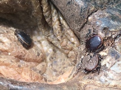 Hyalomma aegyptium