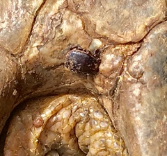 Hyalomma aegyptium