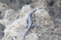 Emoia atrocostata