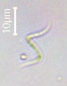 Monoraphidium contortum