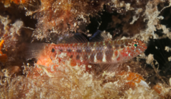 Twin-Occipital Dwarfgoby photo 1