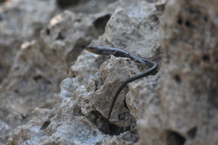 Emoia atrocostata