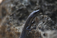 Emoia atrocostata