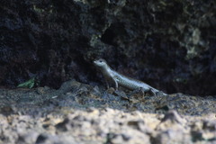 Emoia atrocostata