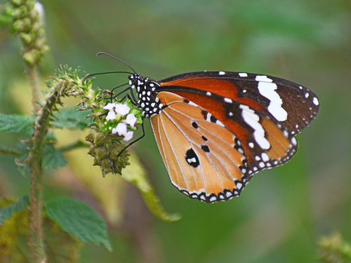 Plain Tiger Butterfly