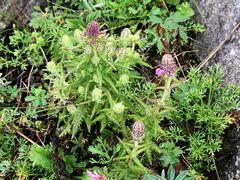 Pedicularis spicata