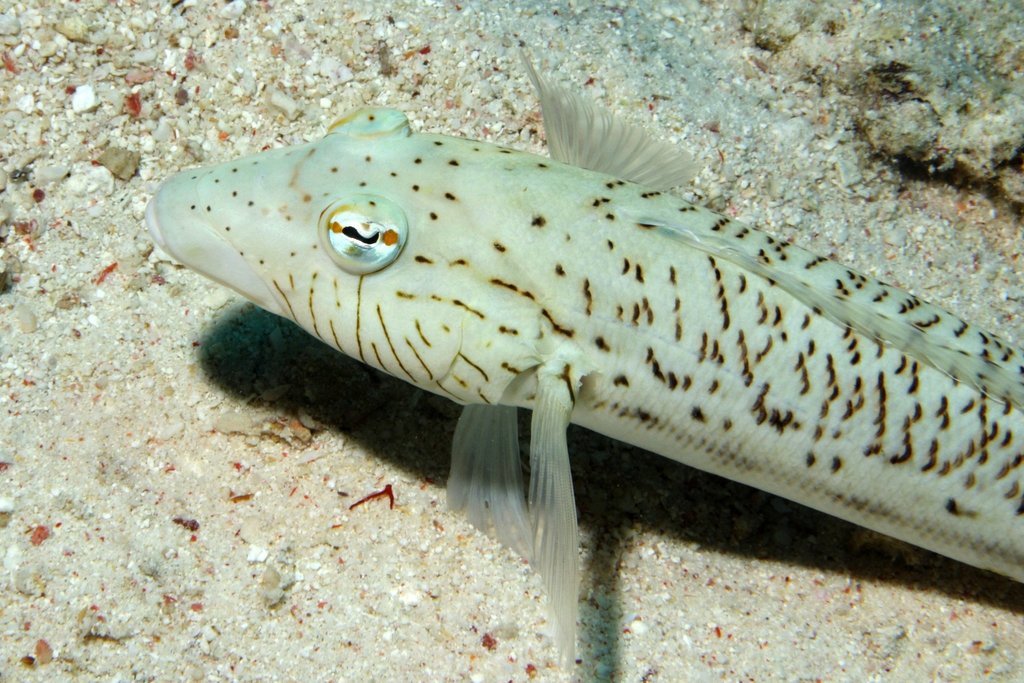 Speckled Sandperch