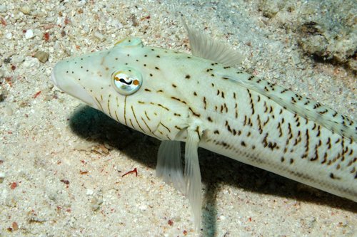 Spotted Sandperch
