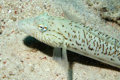 Speckled Sandperch photo 1