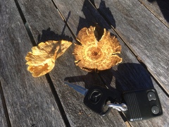 Austropaxillus mcnabbii