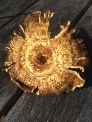 Austropaxillus mcnabbii