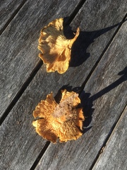 Austropaxillus mcnabbii