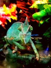 Chamaeleo calyptratus