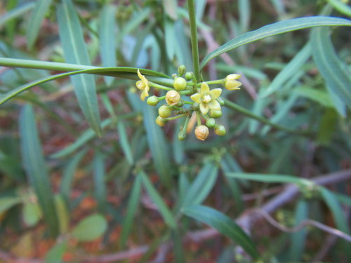 Image of Secamone filiformis by (c) douglaseustonbrown, some rights reserved (CC BY-SA)