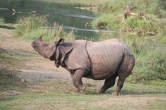 Rhinoceros unicornis